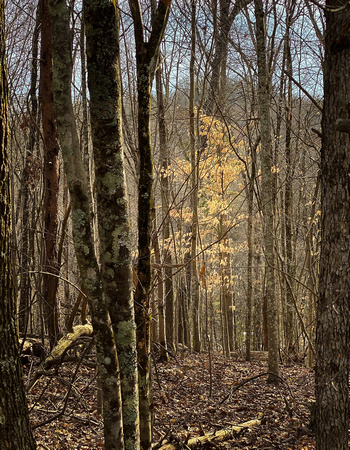 American beech with winter leaves