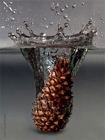 pine cone dropping into water