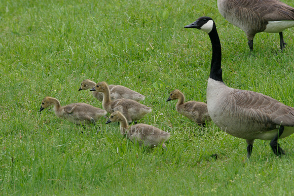GLE89002-geese-family