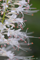 white buckeye tree flower