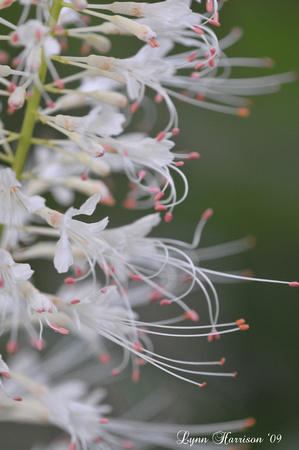 white buckeye tree flower