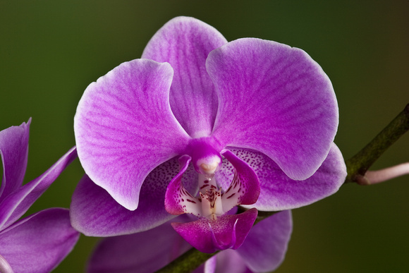 GFE57531Pink orchid