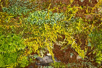 Mossy log closeup