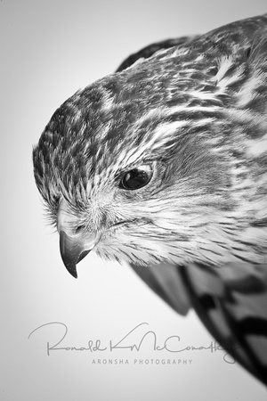 Sharp-Shinned Hawk (Accipiter striatus), juvenile.
