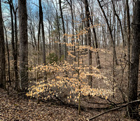 American beech with winter leaves