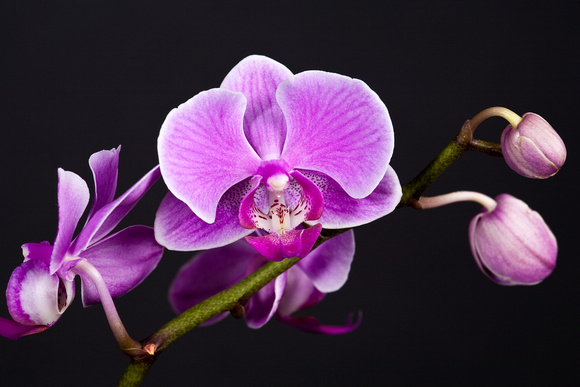 GFE57522Pink orchidA-2
