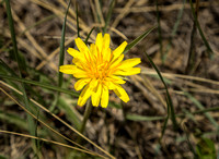 HLE35315