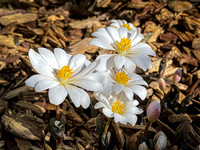 Bloodroot flowers